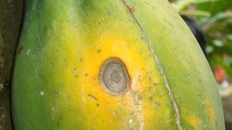 bea papaya antracnosis.JPG